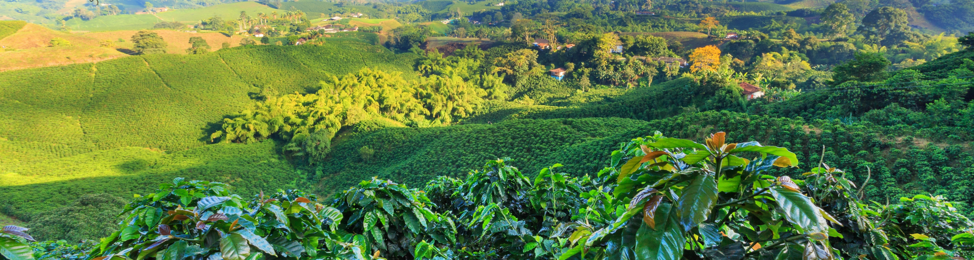 View of a Coffee plantation near Manizales in the Coffee Triangle of Colombia with coffee plants in the foreground.
